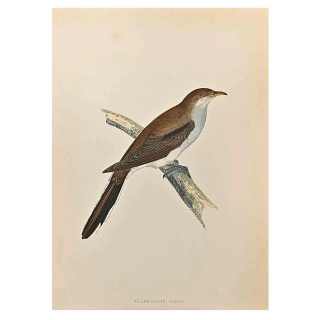 Alexander Francis Lydon, Yellow-Billed Cuckoo, Woodcut Print, 1870 For Sale
