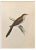 Alexander Francis Lydon, Yellow-Billed Cuckoo, Woodcut Print, 1870 For Sale