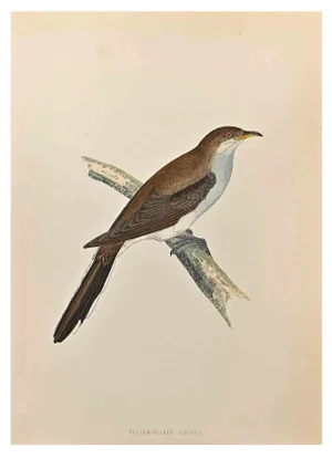 Alexander Francis Lydon, Yellow-Billed Cuckoo, Woodcut Print, 1870