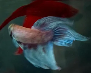 Beta Blur 5 Photograph