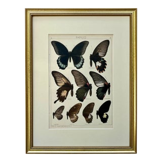 Antique Original Color Lithograph of Butterflies Swallowtail by Seitz 1911 For Sale