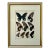 Antique Original Color Lithograph of Butterflies Swallowtail by Seitz 1911 For Sale