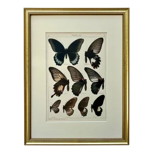Antique Original Color Lithograph of Butterflies Swallowtail by Seitz 1911