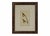 Plastic 19th Century Bird Engraving Framed - Set of 4 For Sale - Image 7 of 9