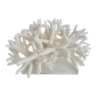 Extraordinary Natural Staghorn Coral on Acrylic Base For Sale