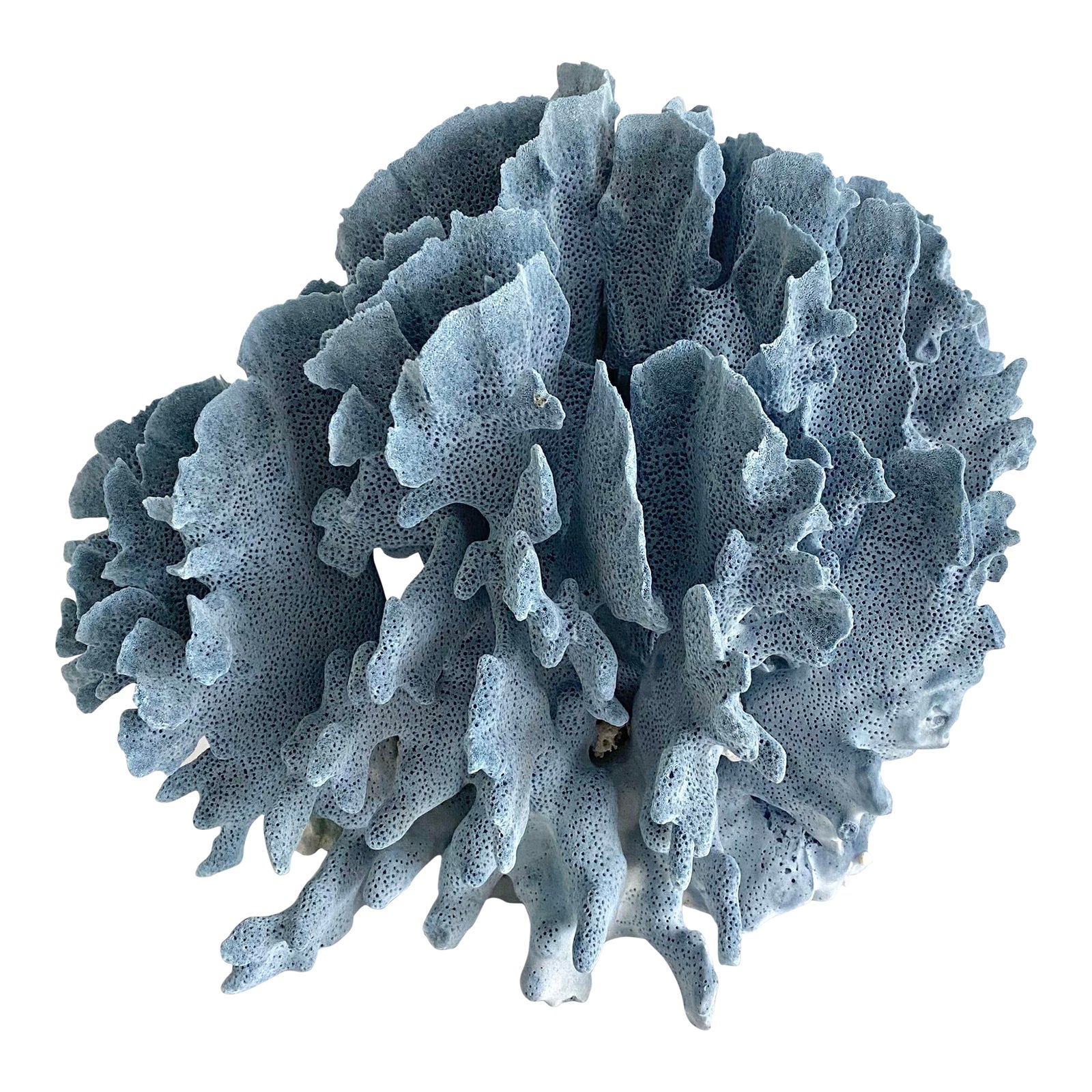 Natural Blue Coral Specimen | Chairish