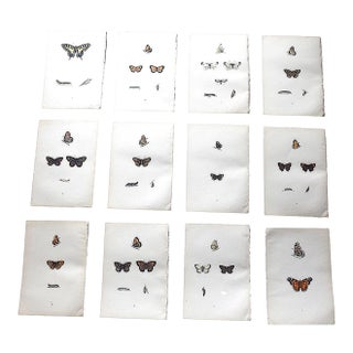 Authentic Antique 19th Century Hand Colored Butterfly Lithographs - Set of 12 For Sale