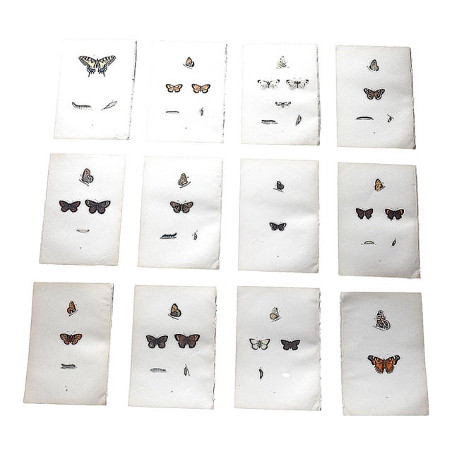 Authentic Antique 19th Century Hand Colored Butterfly Lithographs - Set of 12 For Sale
