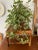 Vintage 1970’s Large Scorched Bamboo Plant Stand or Riser For Sale In New Orleans - Image 6 of 7