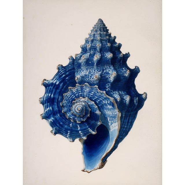 Coastal Set of 6 – Blue Conch Shells Collection | Coastal Natural History Fine Art Prints For Sale - Image 3 of 14