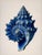 Coastal Set of 6 – Blue Conch Shells Collection | Coastal Natural History Fine Art Prints For Sale - Image 3 of 14