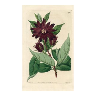 1820, Allspice Botanical Print, the Botanical Register, Original Antique Botanical Print, Engraving, Hand Colored, England For Sale