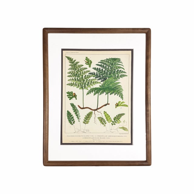 19th-Century European Fern Gallery | Set of 16 Framed Botanical Prints For Sale - Image 12 of 12