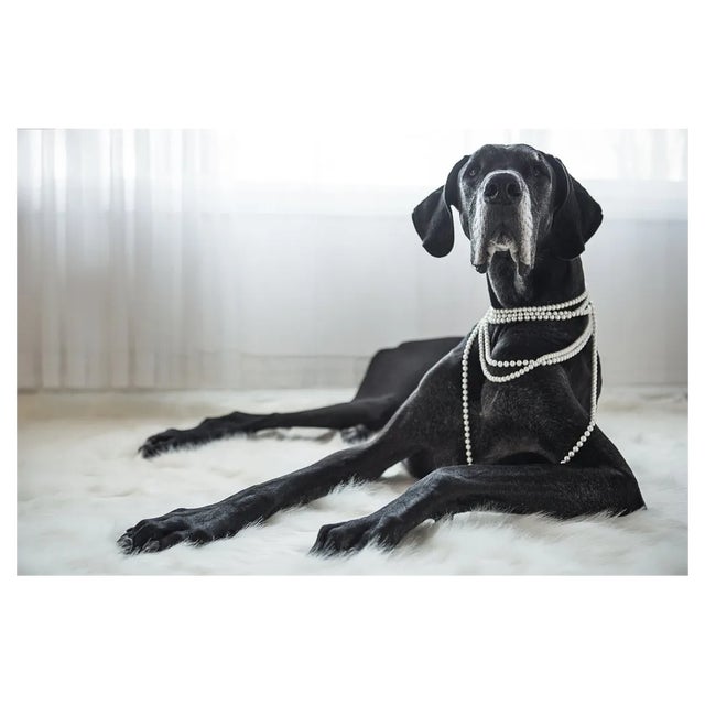 Christopherbernard, Big Dog Laying on Fur Rug, Photographic Paper For Sale