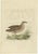 Late 18th Century Sepp & Nozeman, Bird Illustration of the Corn Crake, 1797, Print For Sale - Image 5 of 5
