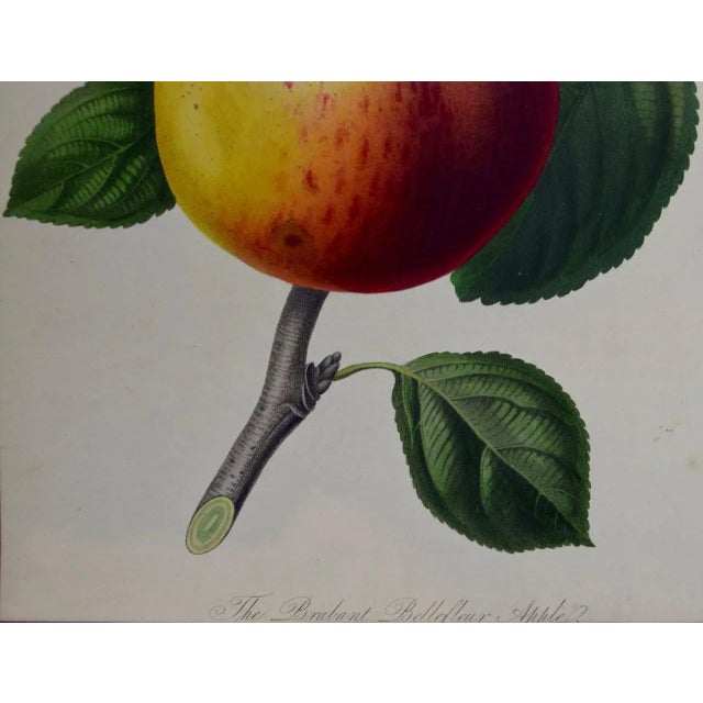 Brabant Apple: A 19th Century Hand-Colored Engraving by Augusta Innes Withers, 1812 For Sale - Image 4 of 4