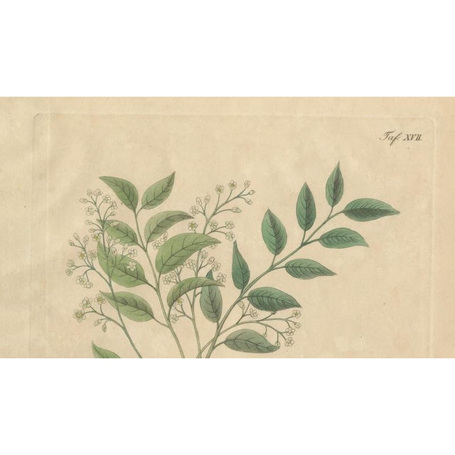 Swietenia Mahagoni, 1800s, Paper For Sale - Image 3 of 10