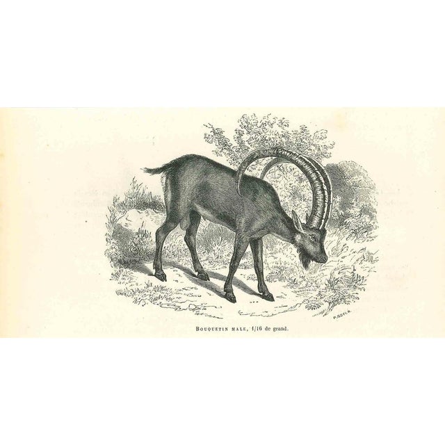 The Goat is an original lithograph on ivory-colored paper, realized by Paul Gervais (1816-1879). The artwork is from The...