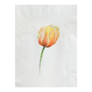 Vintage Color Drawing of Tulip For Sale