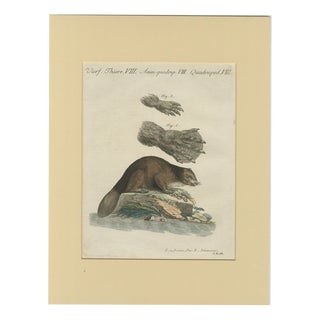 Bertuch, Beaver with Webbed Feet, 1792, Engraving For Sale