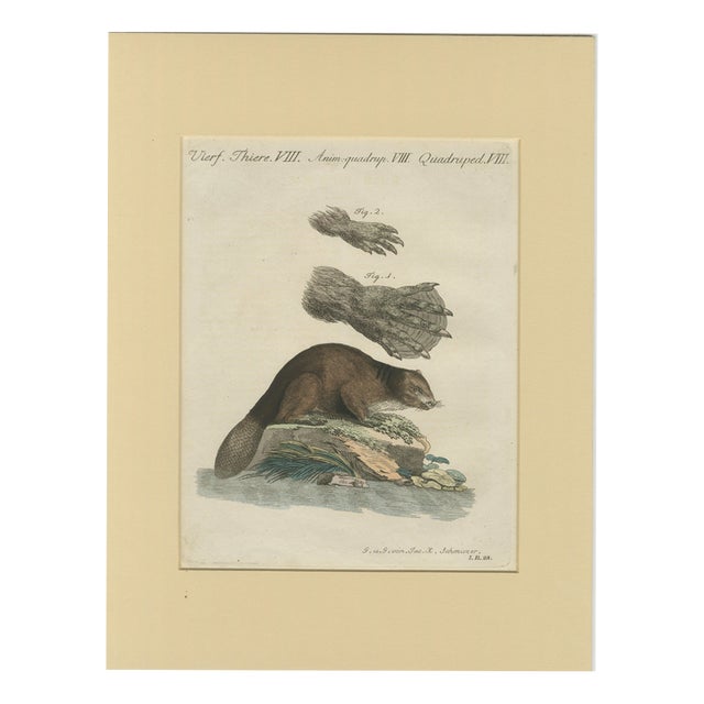 Bertuch, Beaver with Webbed Feet, 1792, Engraving For Sale