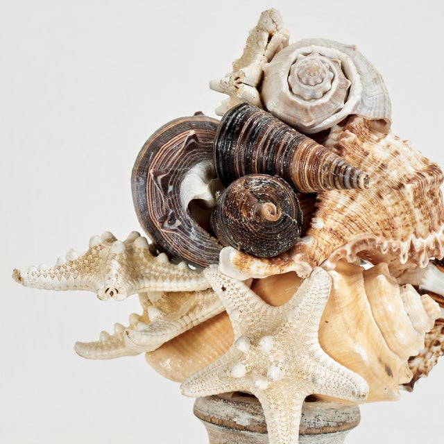 Pair of Seashell Sculptures on Wood Bases For Sale In West Palm - Image 6 of 13