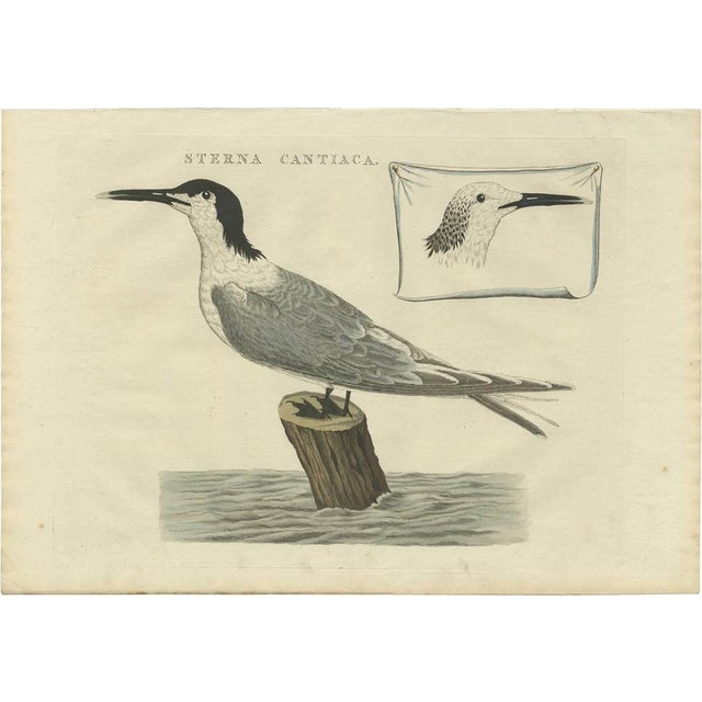 Paper Sepp & Nozeman, Bird Illustration of the Sandwich Tern, 1829, Print For Sale - Image 7 of 7