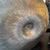 Arte Italica Pewter Nautilus Vase For Sale - Image 10 of 12