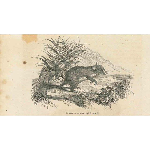 The Mouse is an original lithograph on ivory-colored paper, realized by Paul Gervais (1816-1879). The artwork is from The...