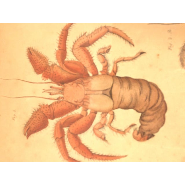 Group of Four Crustaceans Studies 1793 by f.d. Heidenreich For Sale - Image 15 of 18