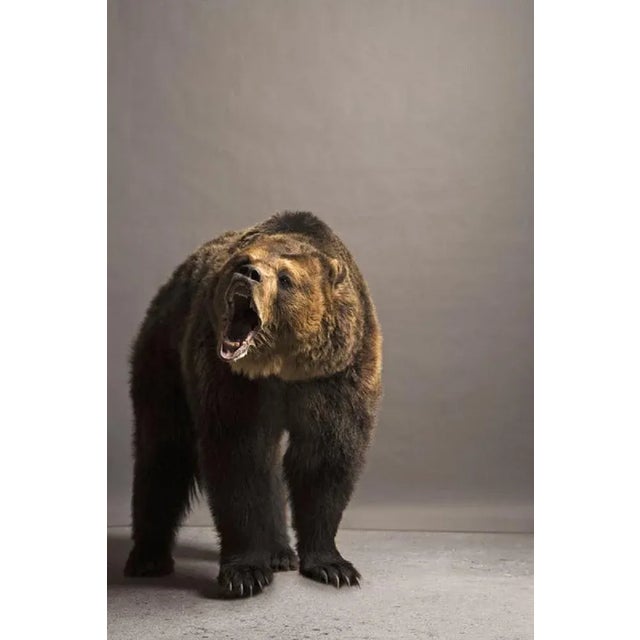 Darryl Estrine, Bear Roaring, Photographic Paper, in Flawless conditions. Designed from 2000 This piece has an attribution...