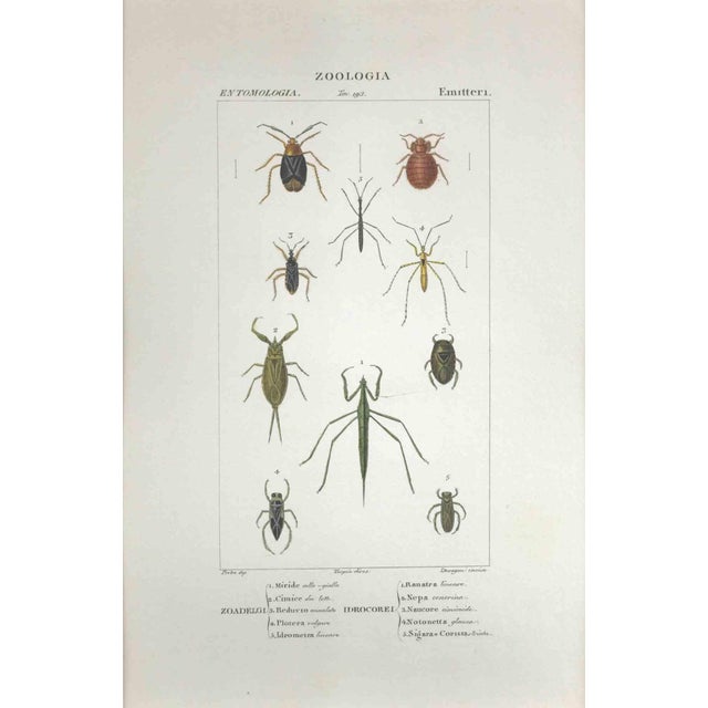 Pierre Jean François Turpin, Hemipterans, Etching, 1831 For Sale - Image 3 of 3