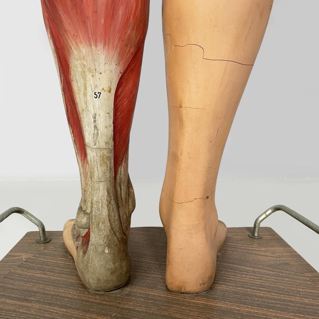 Italian Anatomical Mannequin, 1960s, 1960s, Metal & Wood & Rubber For Sale - Image 18 of 18