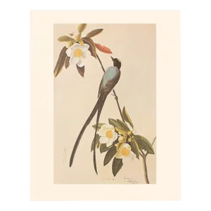 Fork-Tailed Flycatcher After Audubon,1966 American Classical Print