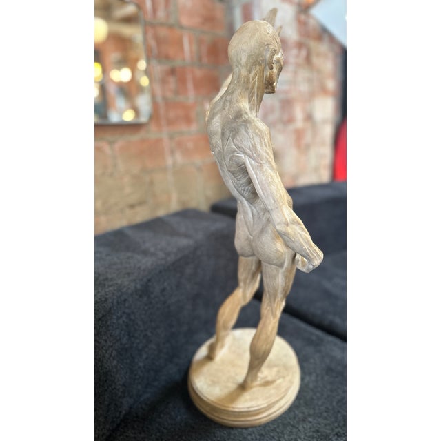 Anatomical Cast, Italy 90s For Sale - Image 4 of 12