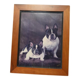 Large Vintage French Bulldogs Original Photo Framed C.1930's For Sale