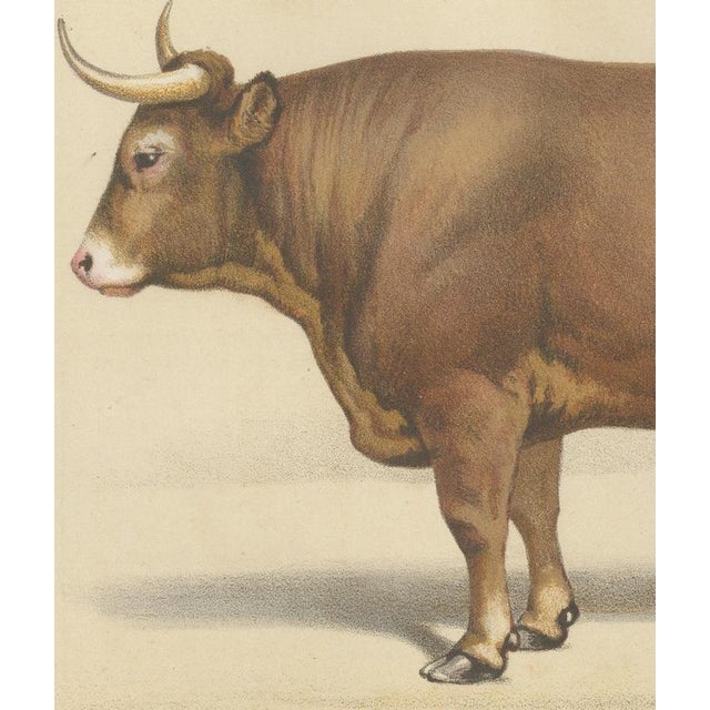 19th Century Borie, Limousin Ox, French Cattle Breed, 1863, Chromolithograph For Sale - Image 5 of 9