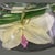 Glass Decorative Emilio Robba Yellow & Pink Phalaenopsis Orchid Flower Bowl For Sale - Image 7 of 10