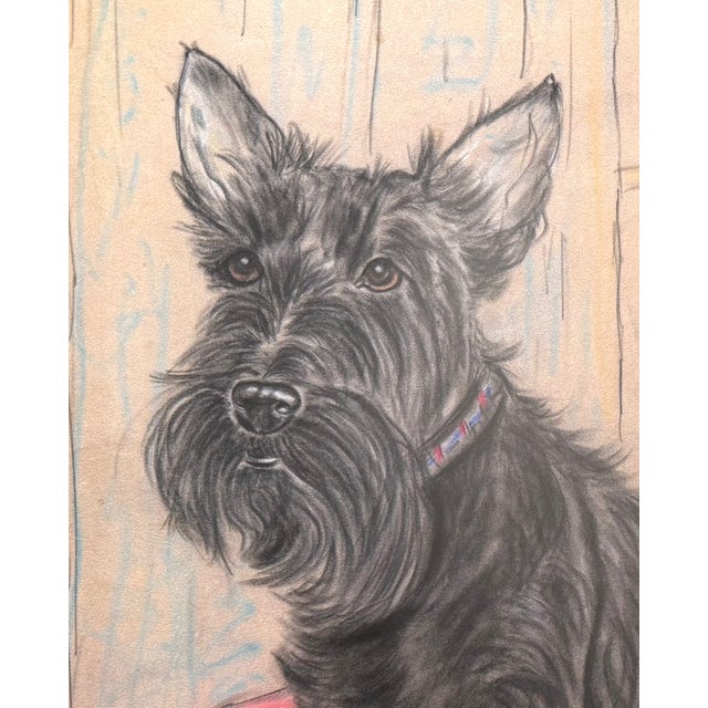 Mid-Century Modern Original Pastel Portrait of Scottish Terrier Dog by Gladys Emerson Cook, C 1950 For Sale - Image 3 of 11