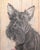 Mid-Century Modern Original Pastel Portrait of Scottish Terrier Dog by Gladys Emerson Cook, C 1950 For Sale - Image 3 of 11
