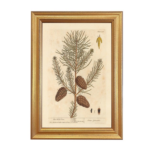 Not Yet Made - Made To Order Set of 4 Winter Botanical Framed Prints, Gold Frame For Sale - Image 5 of 7