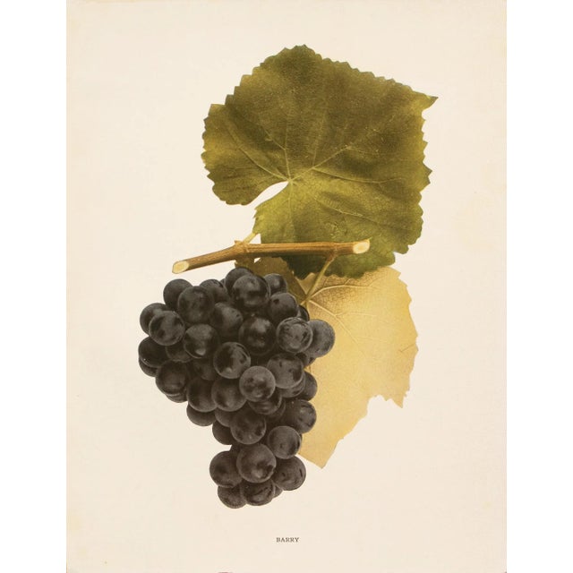 Paper 1900s U. P. Hedrick, Original Antique Photogravure of Barry Grapes For Sale - Image 7 of 7