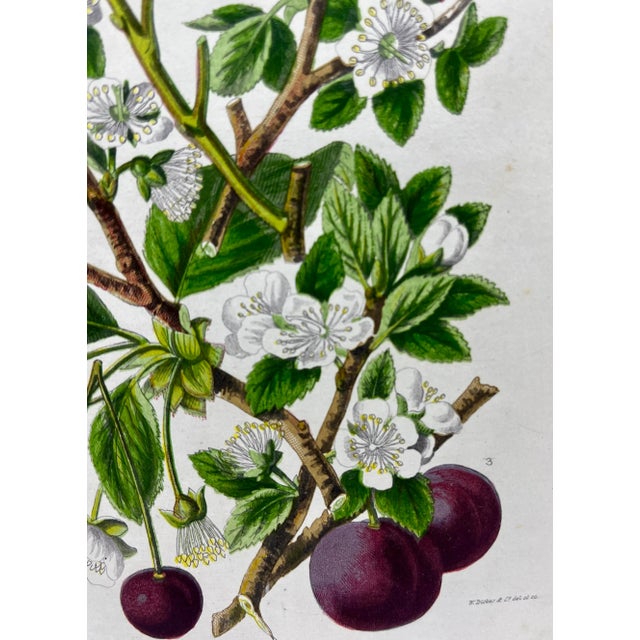 Green Antique W. Dickes & Co. Botanical Print From England Showcasing Varieties of Sloe, Plum, Cherry and Bullace Fruit - Circa 1870 For Sale - Image 8 of 12