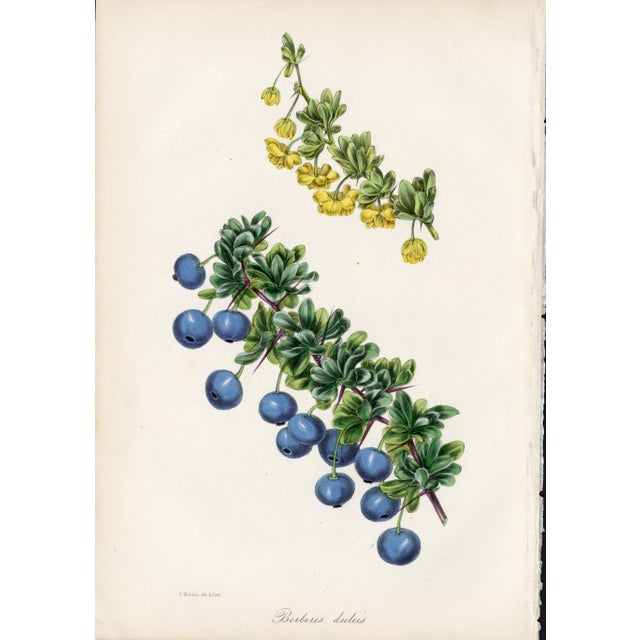 Collection of Sixteen Hand-Colored Botanical Prints by Sir Joseph Paxton, England, Circa 1850 For Sale In Milwaukee - Image 6 of 17