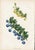 Collection of Sixteen Hand-Colored Botanical Prints by Sir Joseph Paxton, England, Circa 1850 For Sale In Milwaukee - Image 6 of 17