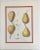 French Botanical Species of Apples & Pears Lithographs, Framed - Set of 3 For Sale In Monterey, CA - Image 6 of 13