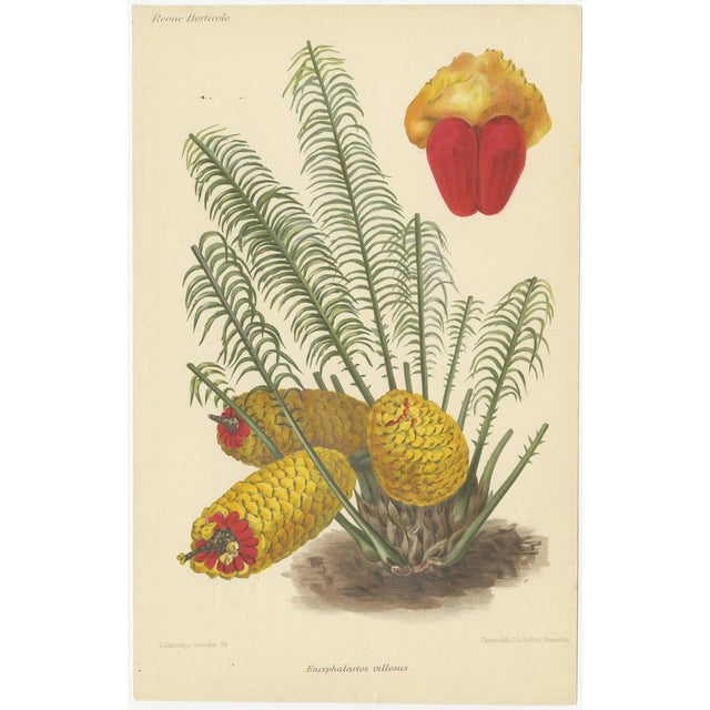 Del. - Delineavi, Botanicals from Revue Horticole: 19th Century Garden Showcase, Print For Sale - Image 4 of 6