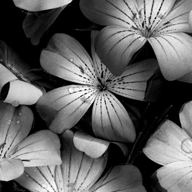 Bloom Cluster' London, United Kingdom 2024. It is a still life black and white film photograph, made with a large format...