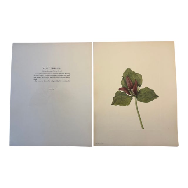 Lovely 19th C. Botanical Color Print on Paper With Genus Biography - Giant Trillium - Set of 2 For Sale