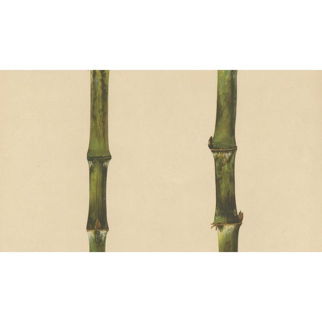 Sugarcane, 1892, Paper For Sale - Image 3 of 10